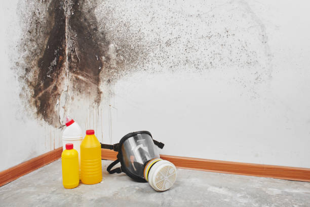 Best Mold Testing and Inspection Services in East Sonora, CA