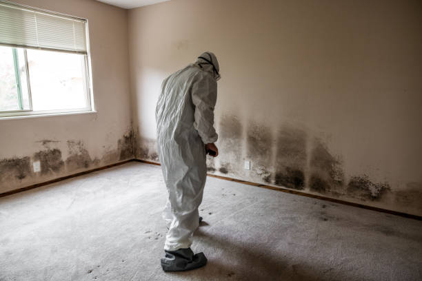 Best DIY Mold Remediation Support Services in East Sonora, CA