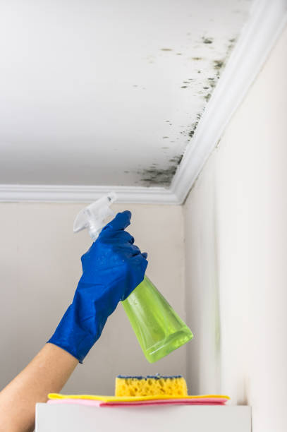 Best Emergency Mold Remediation in East Sonora, CA